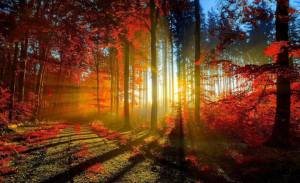 rainbow lights through trees positive thoughts