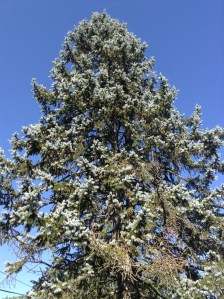 blue spruce