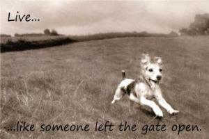 live like someone left the gate open