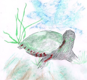 Midland Painted Turtle06142014_0000