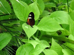 butterfly on green background, Sue Wilke