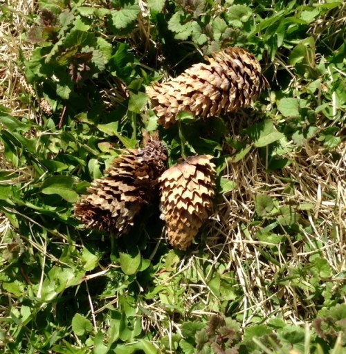 cones