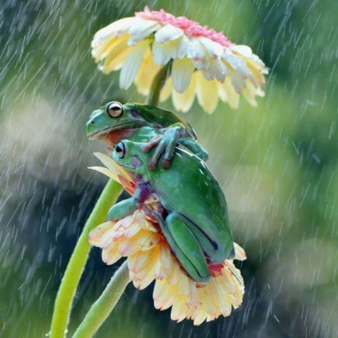 frog hugging frog