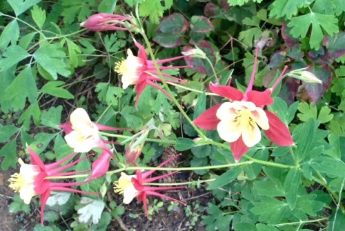 columbine-in-october-2016