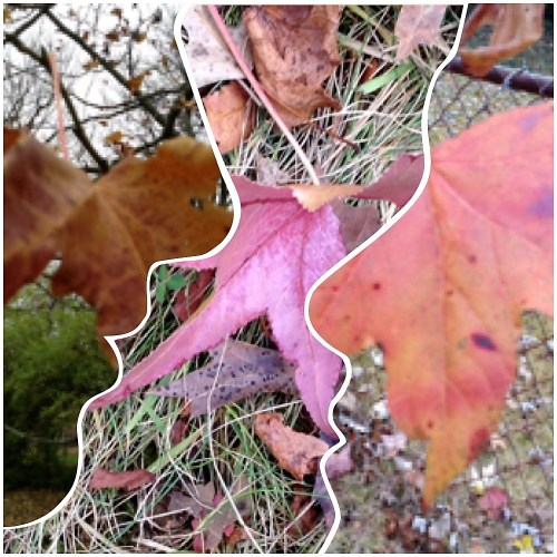 last-of-the-november-leaves-2016