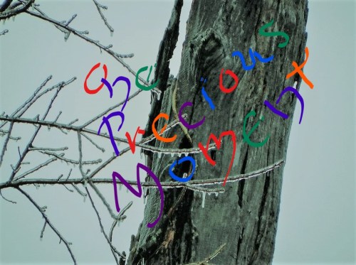 ice storm January 20, 2012 (2)_LI