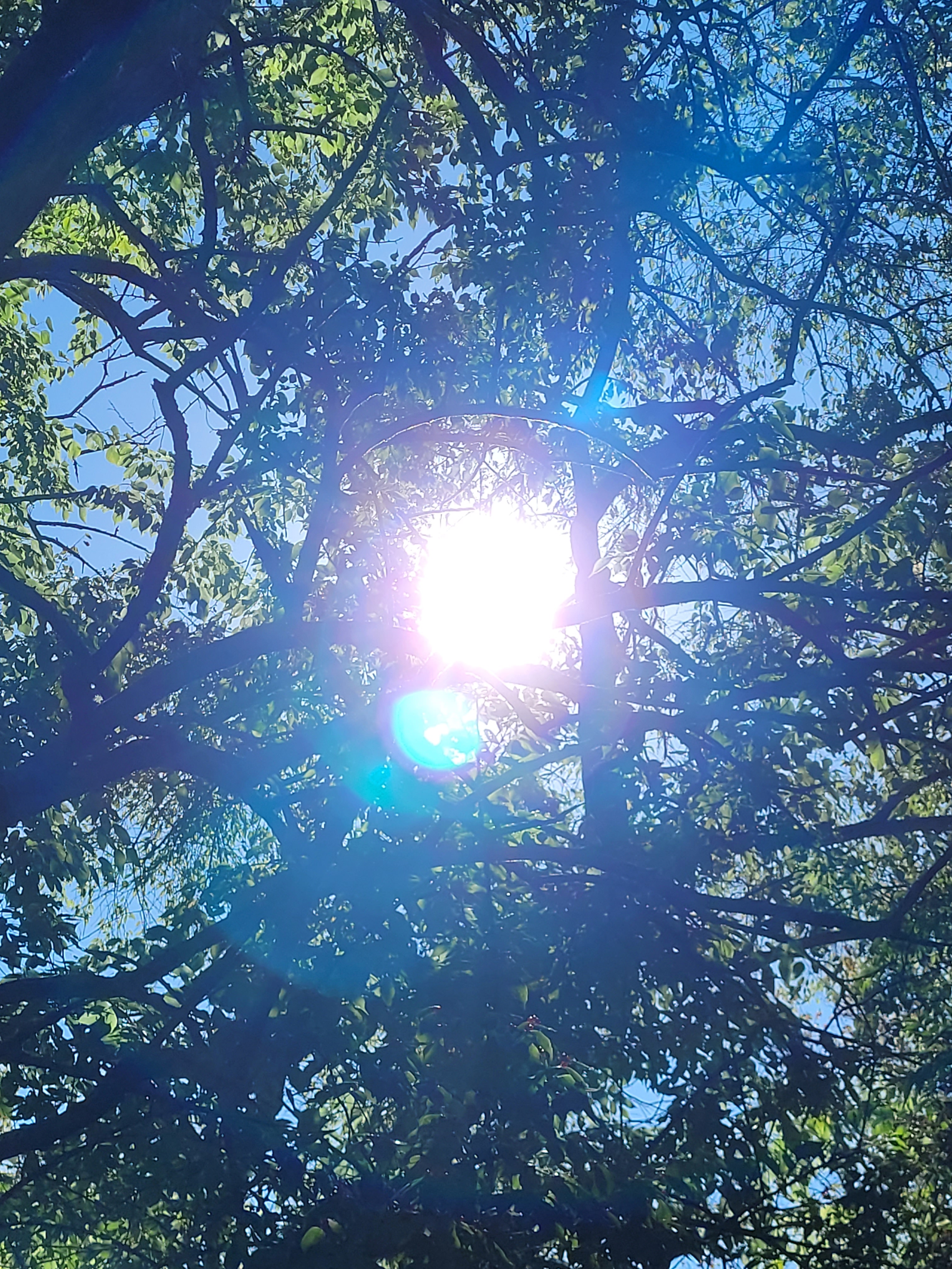 light through trees