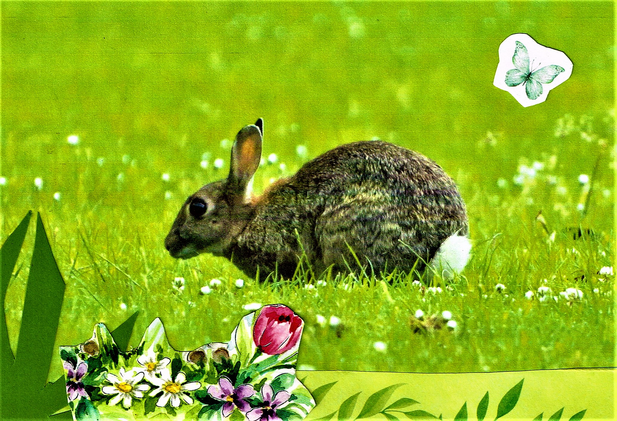 Among the Rabbits pic